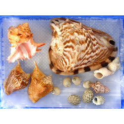 COQUILLAGES - Lot de coquillages dont Mu