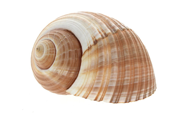 COQUILLAGE - Dolium géant 27 x 22 x 16 