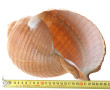 COQUILLAGE - Dolium géant 27 x 22 x 16 