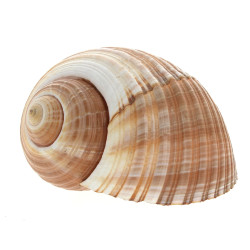 COQUILLAGE - Dolium géant 27 x 22 x 16 