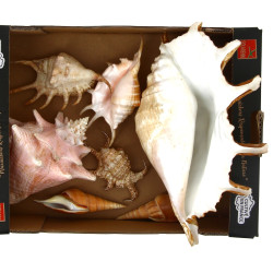 COQUILLAGES - Lot de coquillages dont La