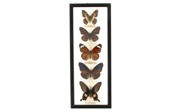 PAPILLONS - Cadre vitrine contenant 5 pa