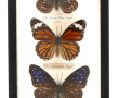 PAPILLONS - Cadre vitrine contenant 5 pa
