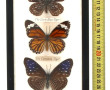 PAPILLONS - Cadre vitrine contenant 5 pa