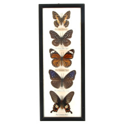 PAPILLONS - Cadre vitrine contenant 5 pa
