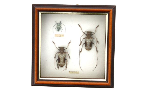 Boîte vitrine contenant 3 insectes dont 