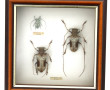 Boîte vitrine contenant 3 insectes dont 