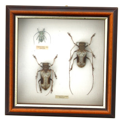 Boîte vitrine contenant 3 insectes dont 