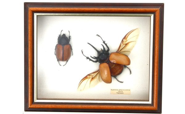 Boîte vitrine contenant 2 insectes Eupat