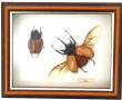 Boîte vitrine contenant 2 insectes Eupat