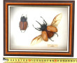 Boîte vitrine contenant 2 insectes Eupat