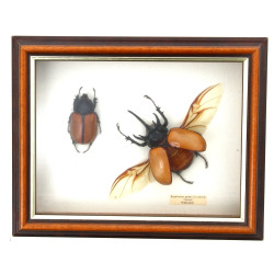 Boîte vitrine contenant 2 insectes Eupat