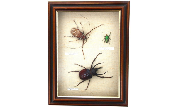 Boîte vitrine contenant 3 insectes dont 