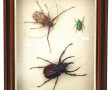 Boîte vitrine contenant 3 insectes dont 