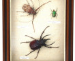 Boîte vitrine contenant 3 insectes dont 