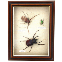 Boîte vitrine contenant 3 insectes dont 