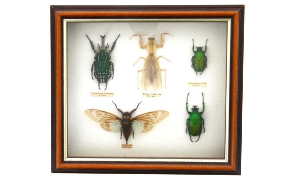 Boîte vitrine contenant 5 insectes dont 