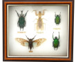 Boîte vitrine contenant 5 insectes dont 