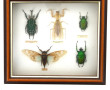 Boîte vitrine contenant 5 insectes dont 