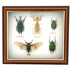 Boîte vitrine contenant 5 insectes dont 