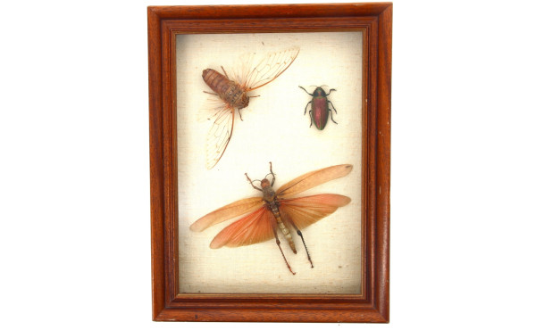 Boîte vitrine contenant 3 insectes : cig