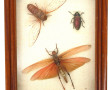 Boîte vitrine contenant 3 insectes : cig
