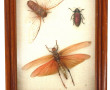 Boîte vitrine contenant 3 insectes : cig