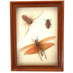 Boîte vitrine contenant 3 insectes : cig