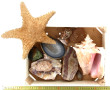 Lot de coquillages, coupes d'agathe et i