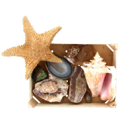 Lot de coquillages, coupes d'agathe et i
