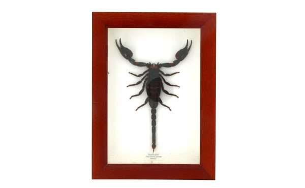 SCORPION GEANT - Scorpion naturalisé, pr