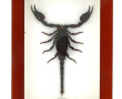 SCORPION GEANT - Scorpion naturalisé, pr