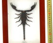 SCORPION GEANT - Scorpion naturalisé, pr