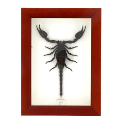 SCORPION GEANT - Scorpion naturalisé, pr
