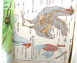 PLANCHES PEDAGOGIQUES - Lot de 7 planche
