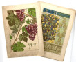 PLANCHES BOTANIQUES ART NOUVEAU - 41 pla