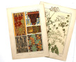 PLANCHES BOTANIQUES ART NOUVEAU - 41 pla