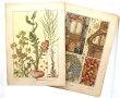 PLANCHES BOTANIQUES ART NOUVEAU - 41 pla