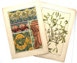 PLANCHES BOTANIQUES ART NOUVEAU - 41 pla