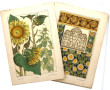 PLANCHES BOTANIQUES ART NOUVEAU - 41 pla