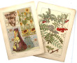 PLANCHES BOTANIQUES ART NOUVEAU - 41 pla