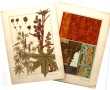 PLANCHES BOTANIQUES ART NOUVEAU - 41 pla