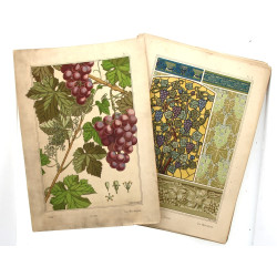 PLANCHES BOTANIQUES ART NOUVEAU - 41 pla