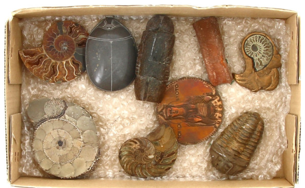 Lot de fossile de Trilobite, coupes de f