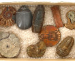 Lot de fossile de Trilobite, coupes de f