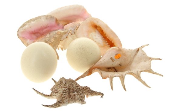 Deux œufs d'autruche plus qq coquillages