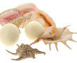 Deux œufs d'autruche plus qq coquillages
