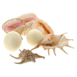 Deux œufs d'autruche plus qq coquillages