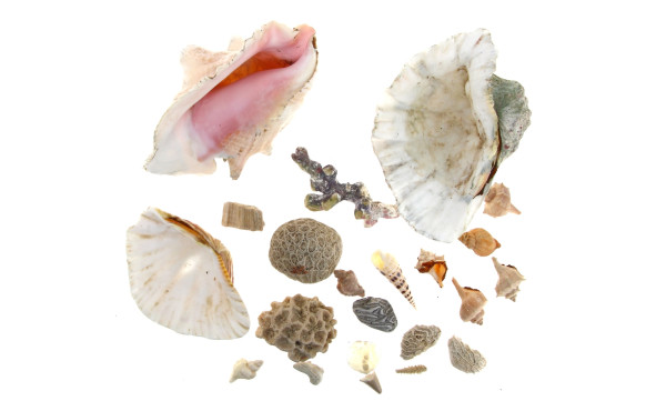 Lot de coquillages et divers