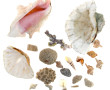 Lot de coquillages et divers
